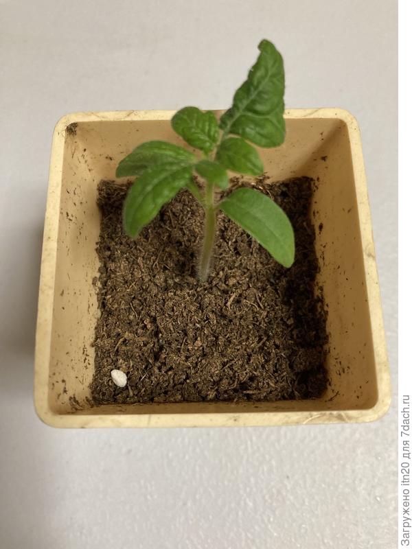 Улуру охра. 11 апреля 2023г,  11й день от всходов.