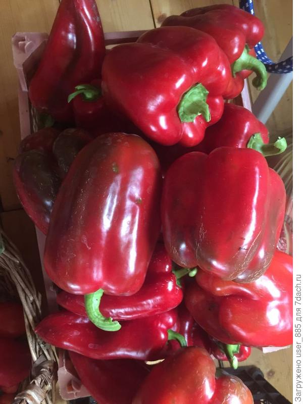 Урожай этого года!!