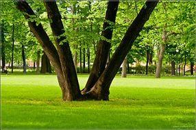 букетная посадка