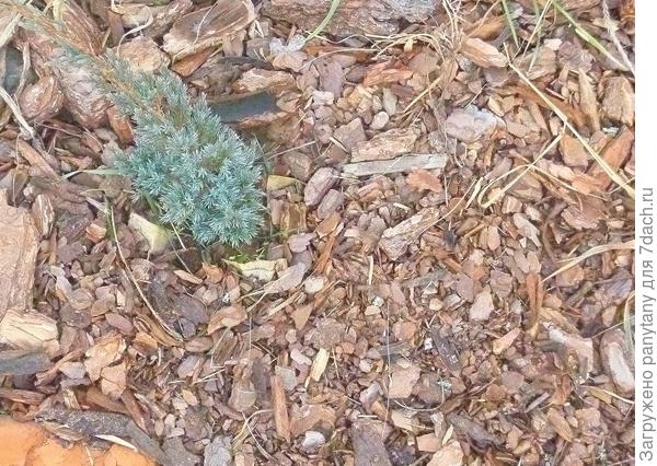 вот пример с туей