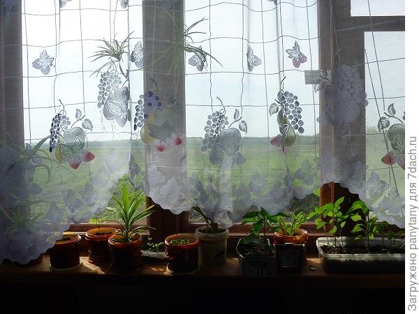 горшки из под майонеза