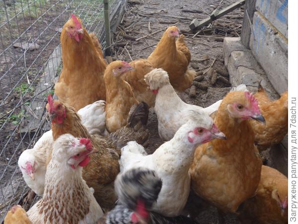 куры встречают