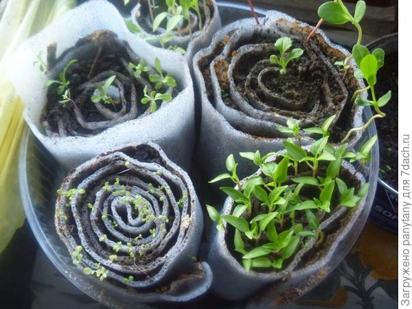 улитки рассада