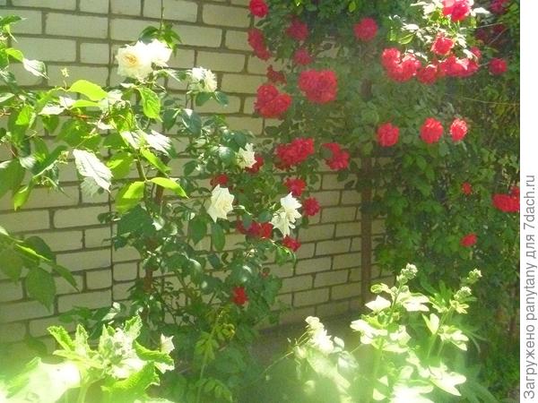 розы
