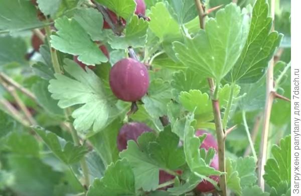 вот первые плоды , правда заказывала я зеленые сорта))