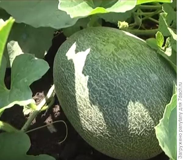 дыня в открытом грунте)) тоже вкусно!
