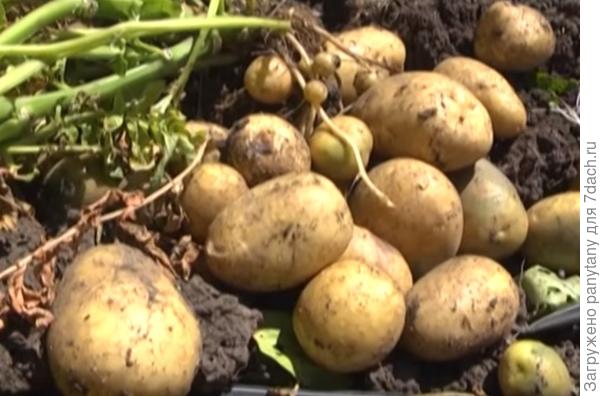 с одгого куста с учетом того, что выбирались все лето клубни по -крупнее