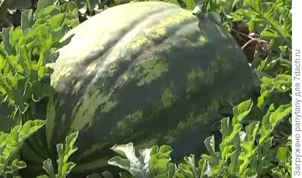 из пеленок малышок))