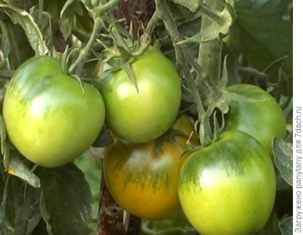 томаты на улице