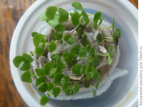 вот базилик через месяц готов к высадке, земли нет, а развитие рассады норм