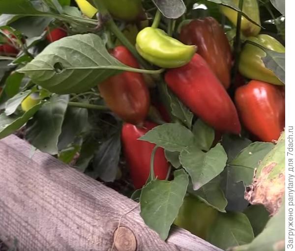 а открытом грунте