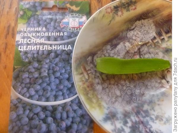 голубика