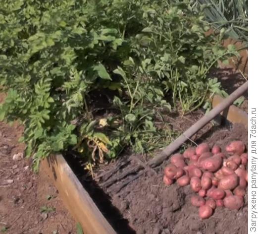 с одного куста