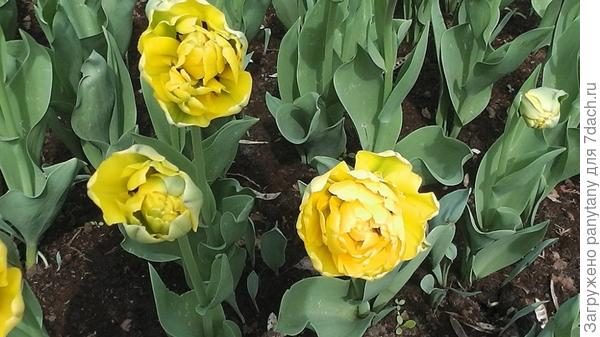 тюльпаны ван де хоф