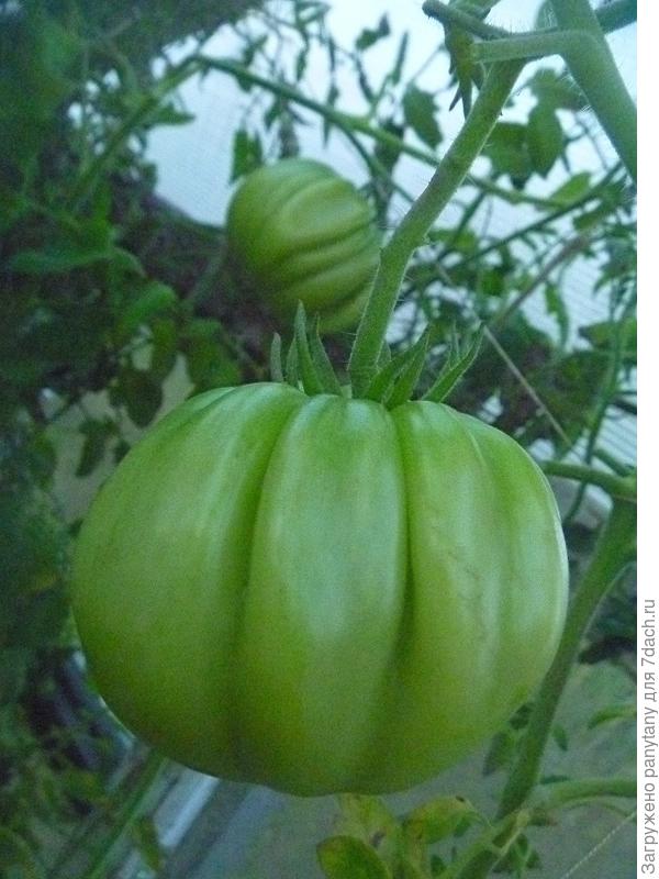 плоды размером с кулак!мой кулак