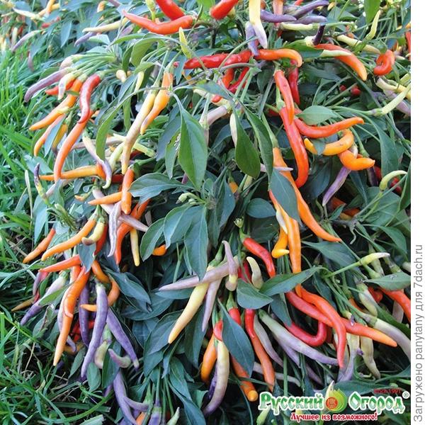 посадила вот такой от Русского огорода серия Патио