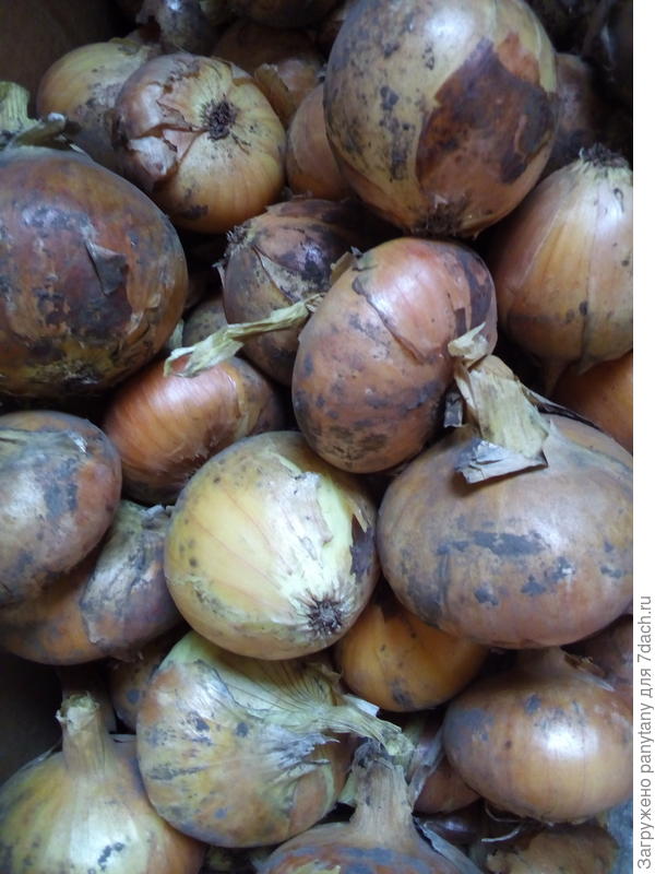 одинцовец разный калибр