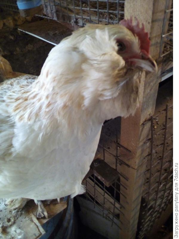 Почему куры перестали нести яйца? | ТОВ Солонянська «Інкубаційна станція»