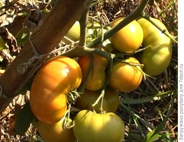 вот такой был Розовый мед в 2016 году