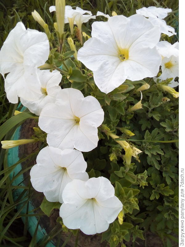 Петунья Белая лавина