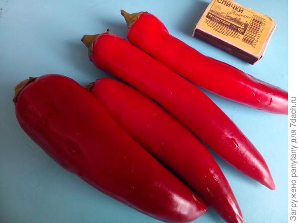 перце который вырос у меня