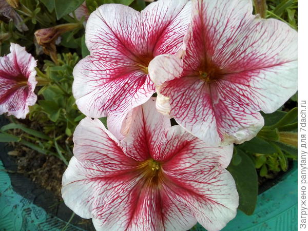 петунья коктейль