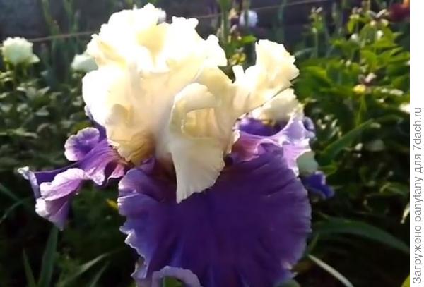 такой вырос у меня