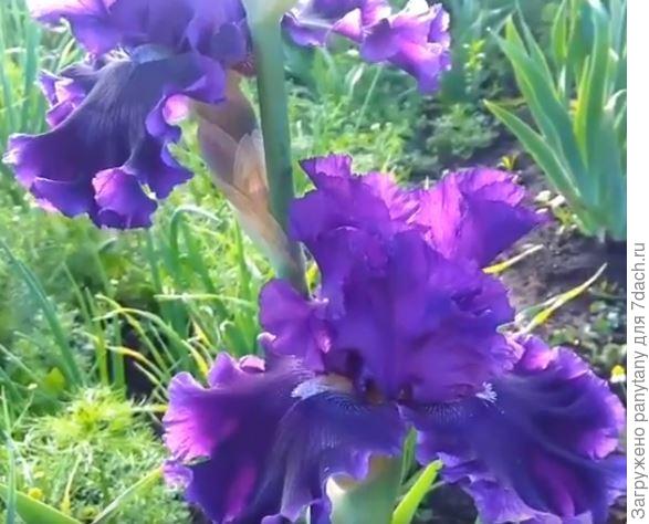 такой вырос у меня