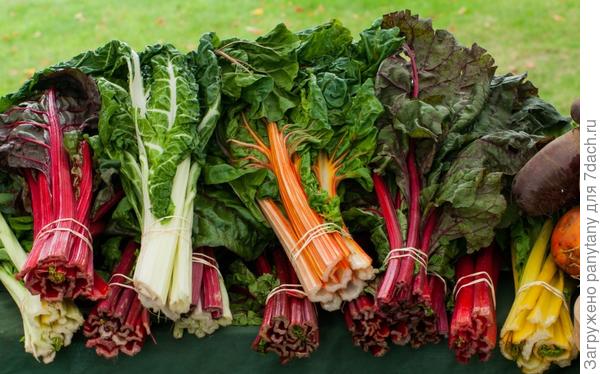 вот такая ты мангольдина))сочнаяяяяя