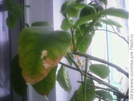 Почему бледнеют листья у комнатного лимона? - ответы экспертов 7dach.ru