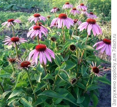 Эхинацея