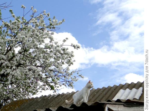 С высока на всех взирает