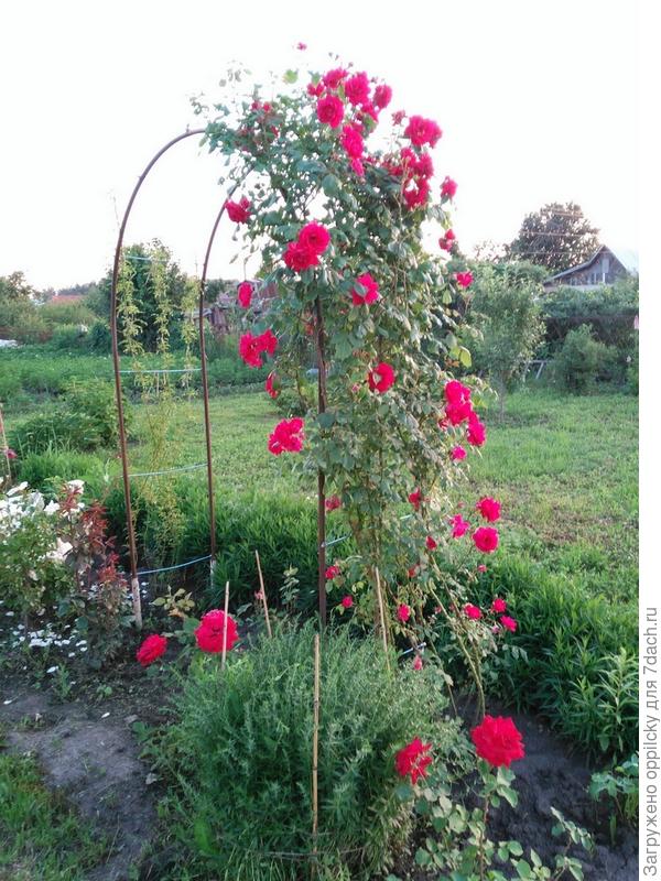 арка в цвету