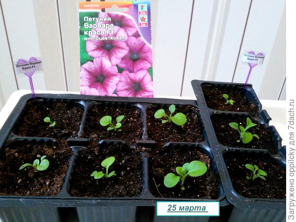 через неделю