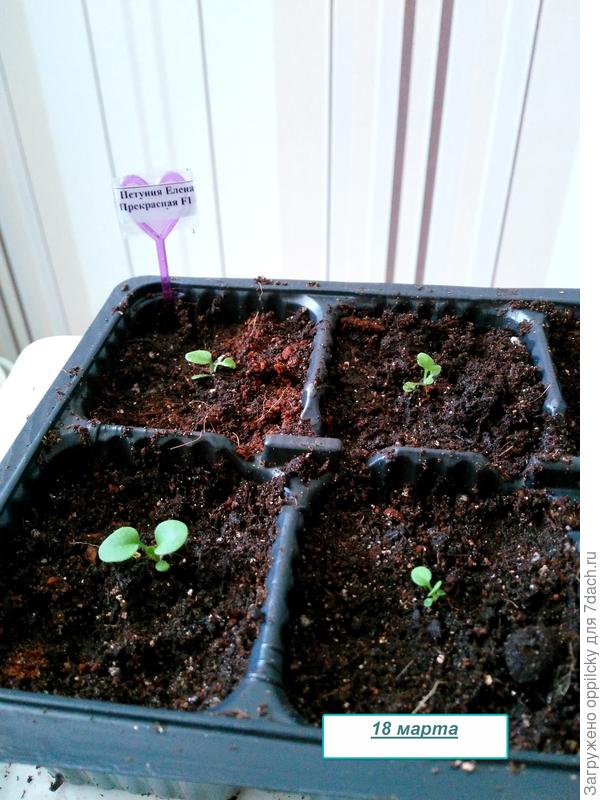 после пикировки