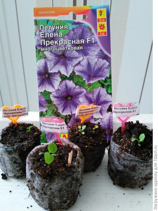 до пикировки