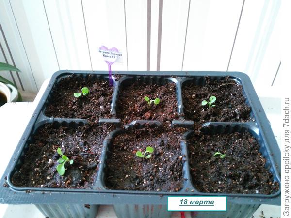 после пикировки