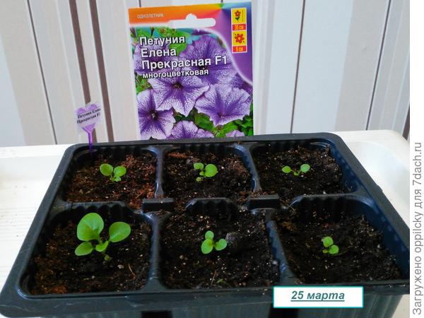 через неделю