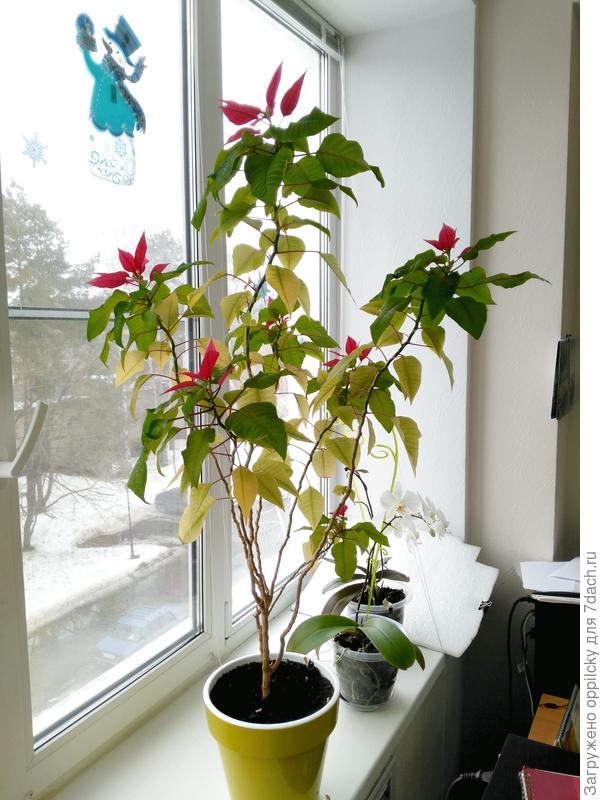 пуансетия цветет