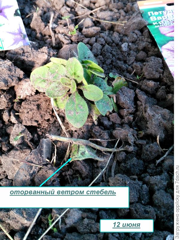 последствия непогоды