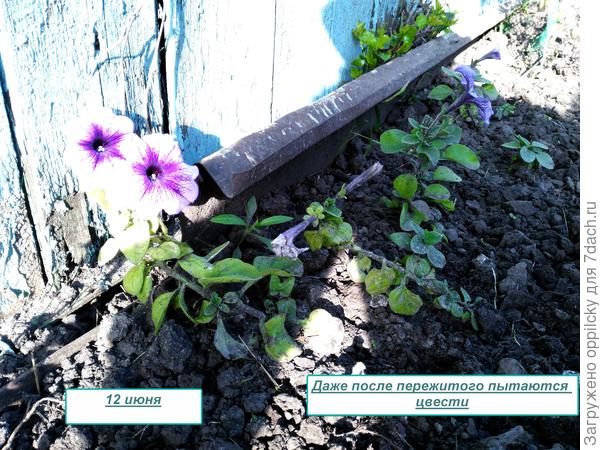 последствия непогоды
