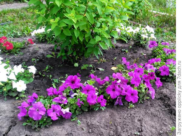 лиловые комплиментунии