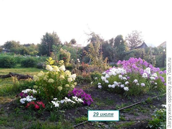 клумба с гортензией
