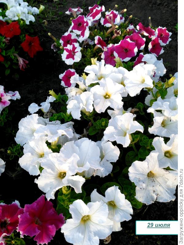 Комплиментуния белая, рядом цветет петуния "Мария"