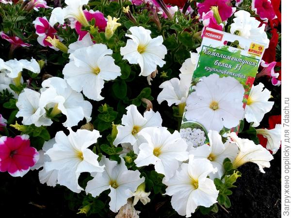 Комплиментуния белая