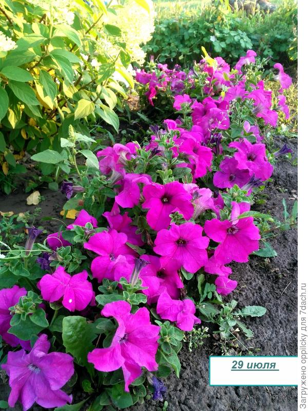 лиловая комплиментуния