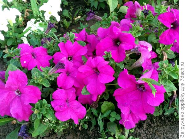 лиловая комплиментуния