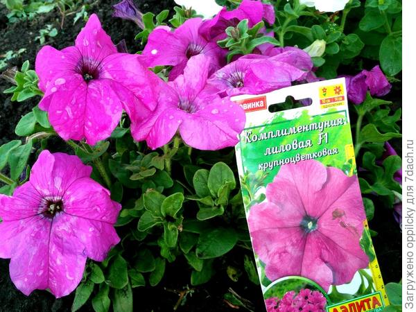 лиловая комплиментуния