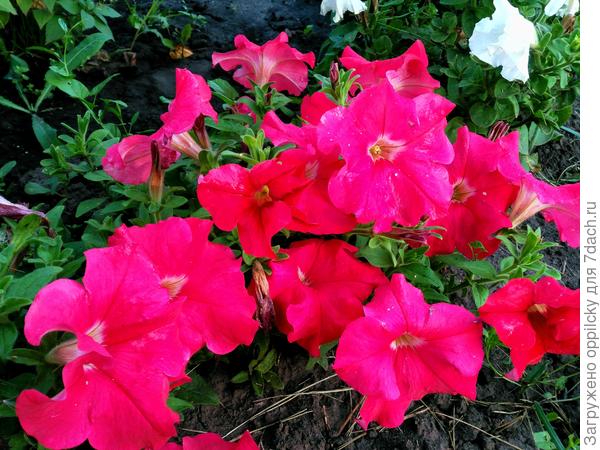 красно-розовая (цветопередача красных оттенков на фото не та)