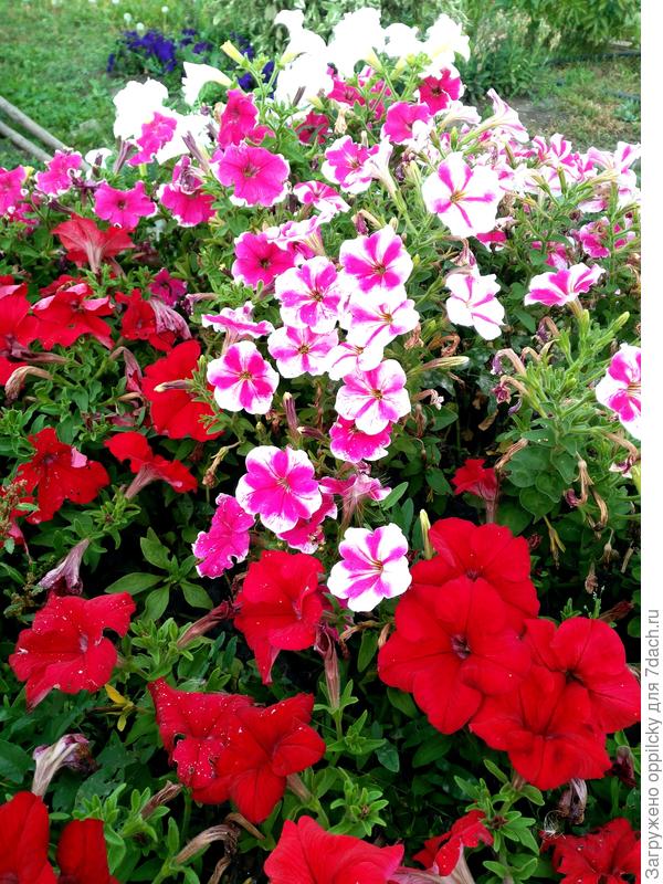петуния "Мария" и комплиментуния красная.